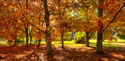 Autumn Colours - Bright - VIC T (PBH3 00 33993)